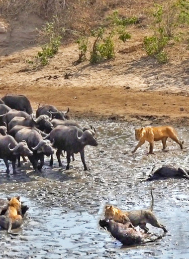 Противостояние буйволов львам: мощное видео из африканского парка
