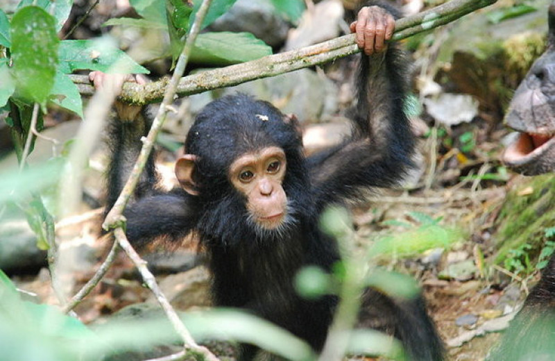 Микробиота шимпанзе оказалась устойчива к антибиотикам
