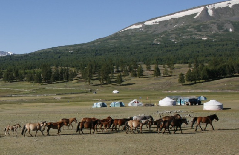Демографический рост в Монголии бронзового века связали с молочным животноводством