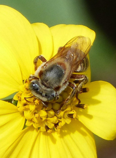 Эволюционный конфликт рабочих безжалых пчел с личинками привел к массовому убийству маток
