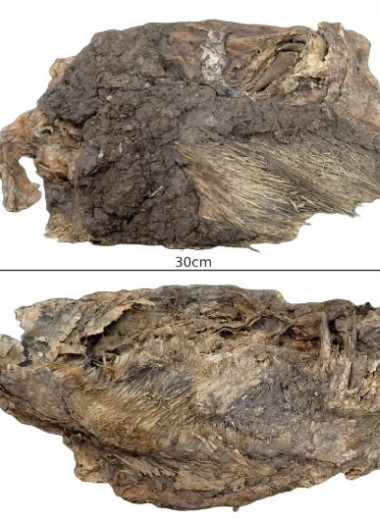 В Юконе впервые выявили мумию дикобраза