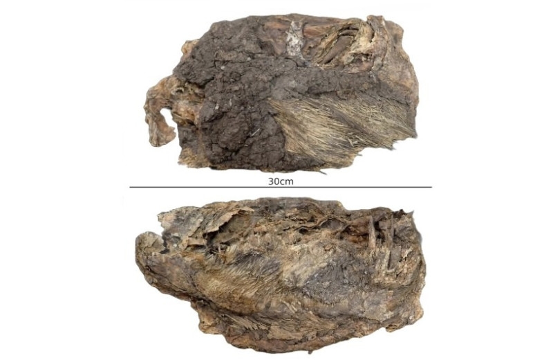 В Юконе впервые выявили мумию дикобраза