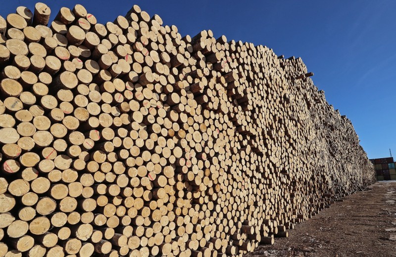 Россия пригрозила запретить экспорт древесины в Китай из-за «черных вырубок»