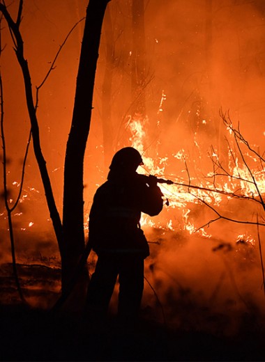 Приватизировать или сжечь? Как заставить российские леса приносить деньги