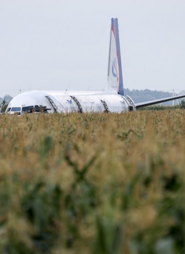 Намного чаще, чем в Европе: авиакомпании рассказали о столкновениях самолетов с птицами в России