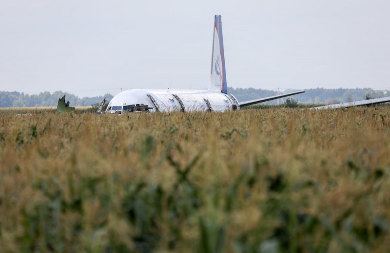Намного чаще, чем в Европе: авиакомпании рассказали о столкновениях самолетов с птицами в России