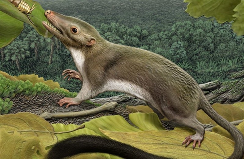 Ученые выяснили, чем питались предки человека, жившие одновременно с динозаврами