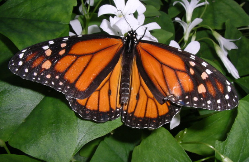 Энтомологи усомнились в скором вымирании монархов