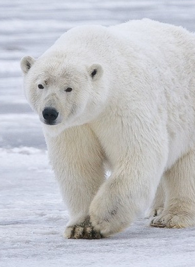 Белые медведи с юго-востока Гренландии из-за нехватки морского льда перешли на пресный