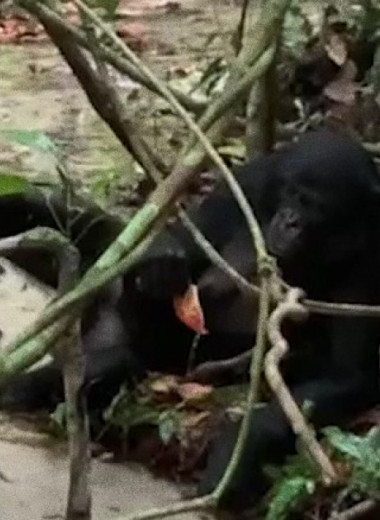 Самка бонобо попила воду из пустого стручка колы