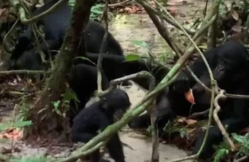 Самка бонобо попила воду из пустого стручка колы