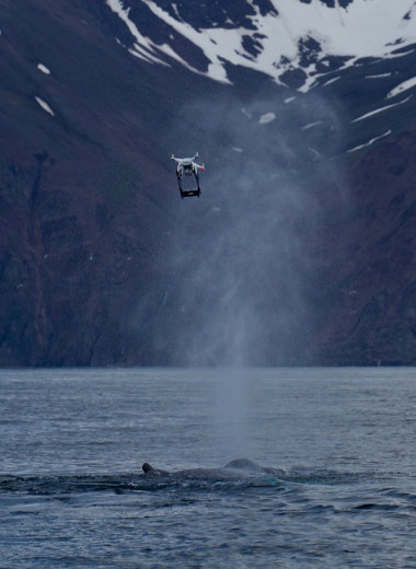 Зачем исландские экологи собирают дыхание кита