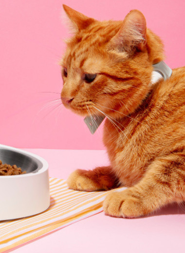 Почему кошка оставляет еду: ответ оказался неожиданным