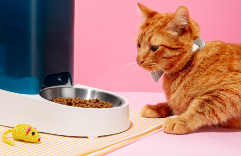 Почему кошка оставляет еду: ответ оказался неожиданным