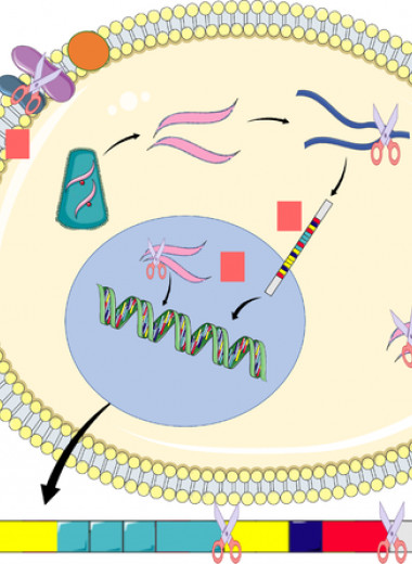 Первооткрыватели CRISPR/Cas9 остались без патента на технологию в США