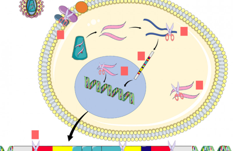 Первооткрыватели CRISPR/Cas9 остались без патента на технологию в США