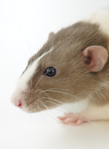 Наночастицы в моче мышей указали на рак и помогли определить его местоположение на ПЭТ