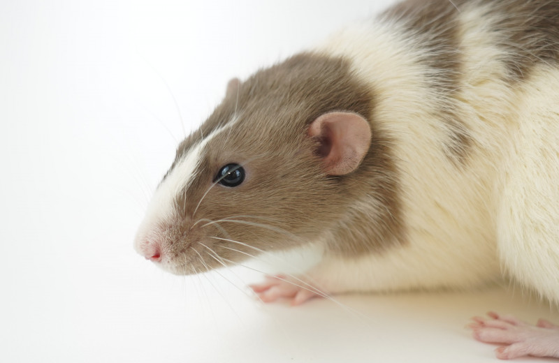 Наночастицы в моче мышей указали на рак и помогли определить его местоположение на ПЭТ