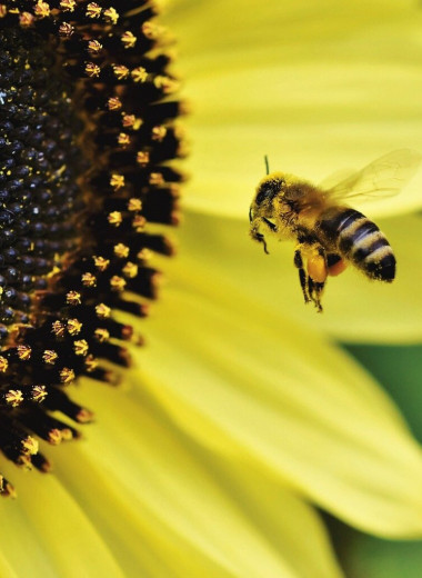 Синий мед, пчелиный McDonald’s и еще 6 удивительных фактов о пчелах