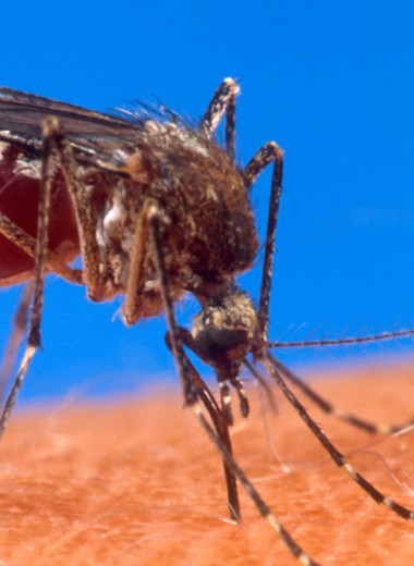 Кровный враг: почему укус комара так чешется