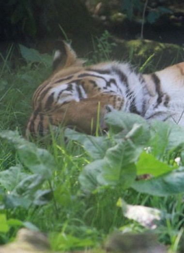 Развитие дорожной сети Азии стало главной угрозой для тигров
