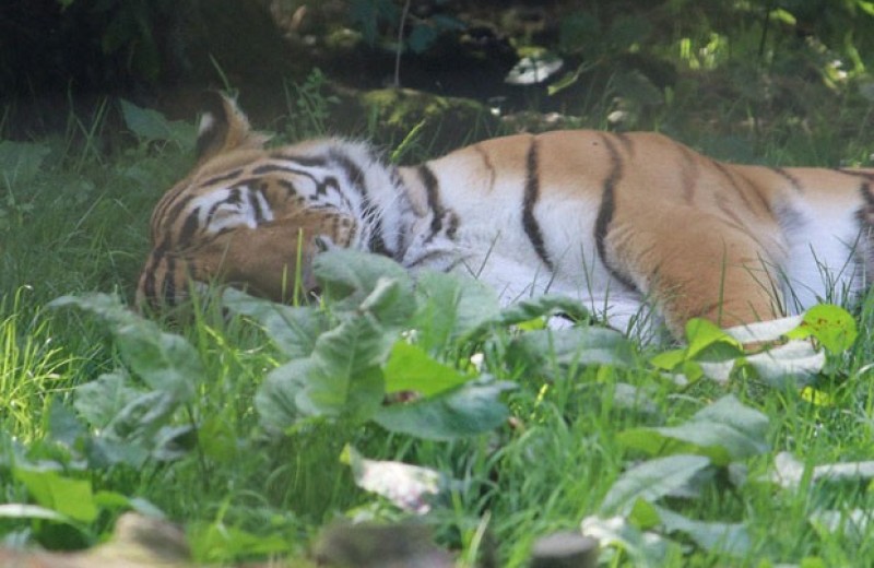 Развитие дорожной сети Азии стало главной угрозой для тигров