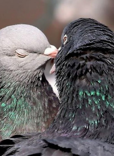 Если голуби перестанут трясти головой, они ослепнут! 5 удивительных фактов про голубей, о которых вы не догадывались