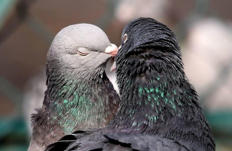 Если голуби перестанут трясти головой, они ослепнут! 5 удивительных фактов про голубей, о которых вы не догадывались