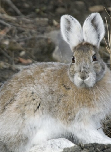 Преждевременно побелевшие канадские зайцы не стали легкой добычей для хищников