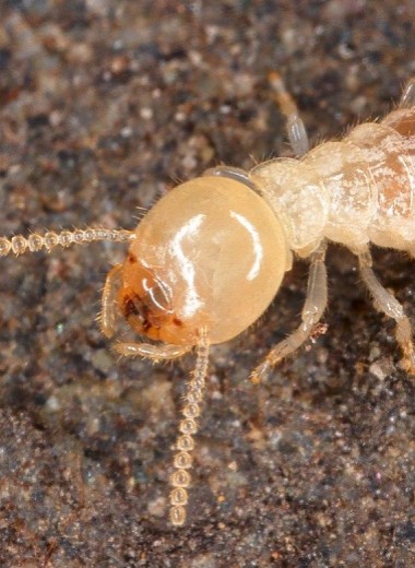 Термиты признаны тараканами
