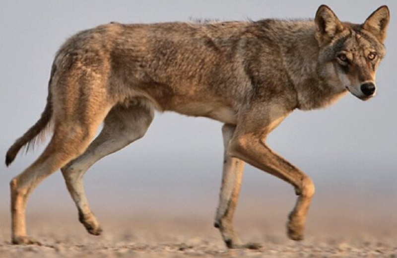 Генетическая линия индийских волков отделилась около 110 тысяч лет назад