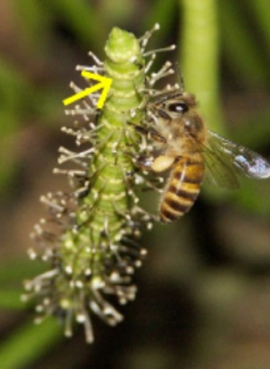 Китайские пчелы украли пыльцу голосеменного растения и снизили эффективность его опыления