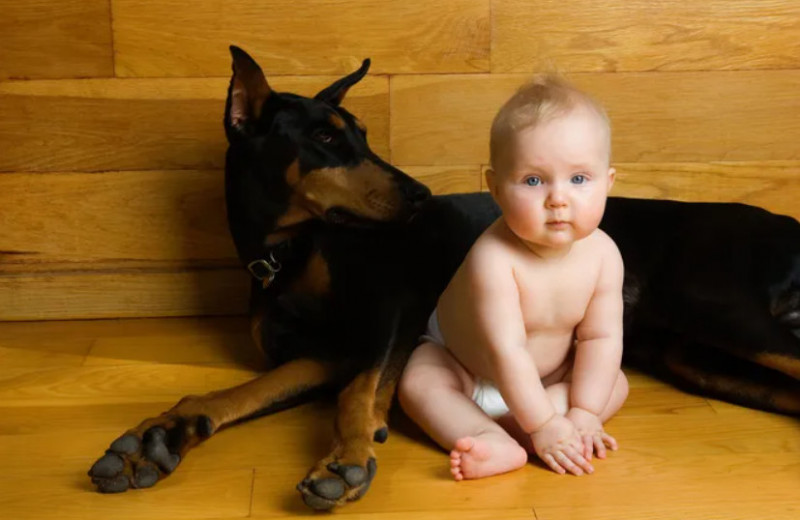Сильные и опасные: 8 пород собак, которых нельзя заводить, если у тебя дети