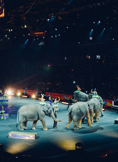 Животные в цирках: развлечение или издевательство