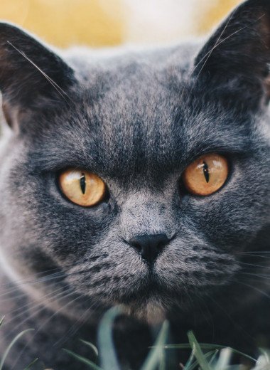 Британцы: что нужно знать о кошках этой породы