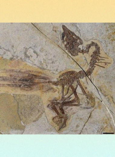 Палеонтологи описали энанциорниса с двумя удлиненными перьями в хвосте