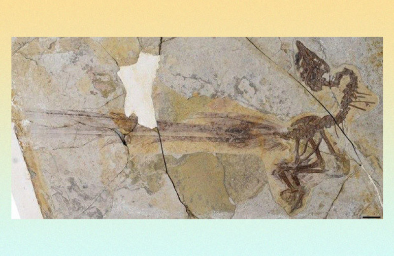 Палеонтологи описали энанциорниса с двумя удлиненными перьями в хвосте