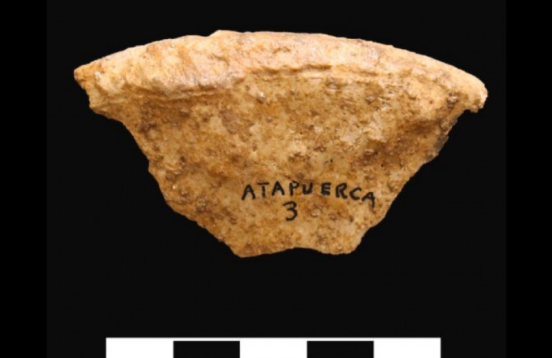 Останки людей из Атапуэрки датировали эпохой раннего неолита