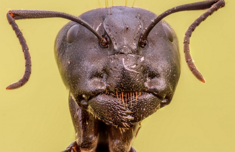 Эффект плацдарма: как муравьи захватили мир