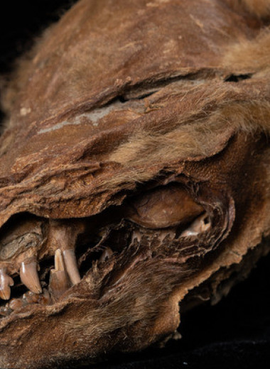 Мумию волчонка возрастом более 50000 лет обнаружили в канадской мерзлоте