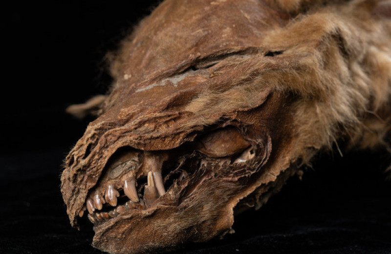 Мумию волчонка возрастом более 50000 лет обнаружили в канадской мерзлоте