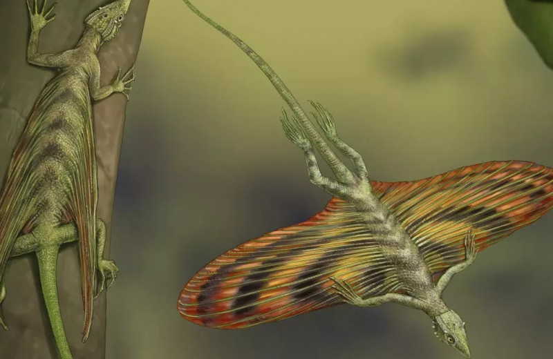 Ученые выяснили, как первой планирующей рептилии удавались фантастические прыжки, которым позавидуют даже акробаты