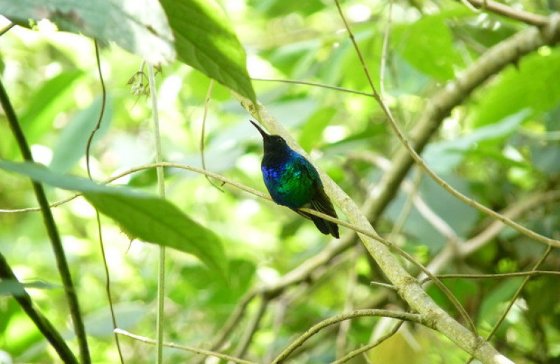 Потерянного колумбийского колибри-саблекрыла переоткрыли спустя 12 лет