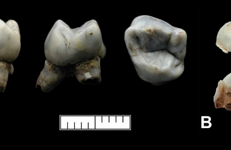 ДНК из 30-тысячелетних зубов указала на потенциально древнейшее погребение маленькой девочки