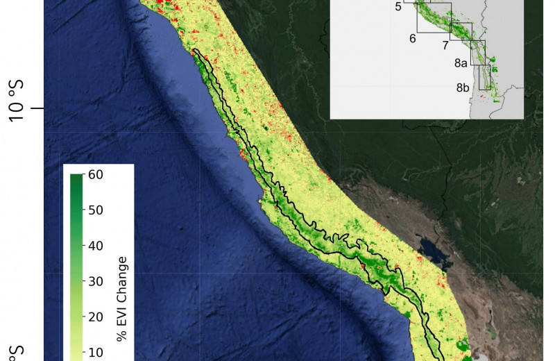 Тихоокеанский берег Перу зеленеет, но это плохая новость
