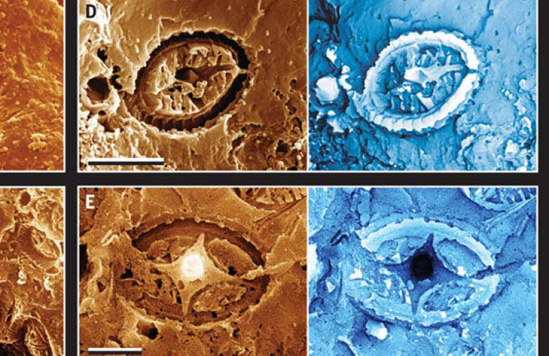 Призрачные окаменелости указали на устойчивость нанопланктона к древним глобальным потеплениям