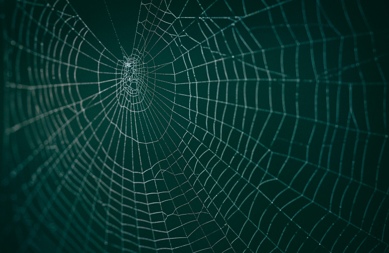 Ловчую сеть паука превратили в синтезатор