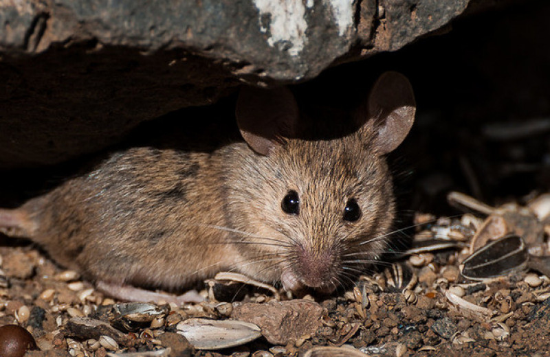 Беременные и кормящие самки мышей отпугнули самцов мочой с банановым запахом