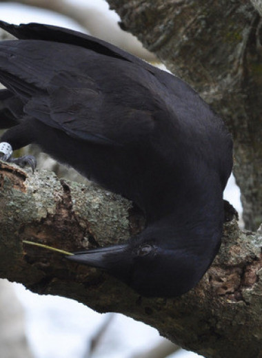 Генетический анализ инструментов новокаледонских воронов помог выявить их любимое дерево