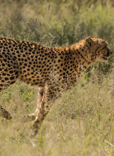 Секрет скорости: как бегает гепард?